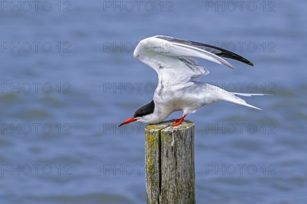 Common tern (Sterna hirundo) adult in breeding plumage perched on wooden pole and stretching wings