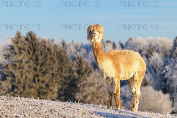 A white alpaca (Vicugna pacos) stands in the early morning light on a frozen meadow in hilly