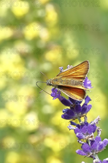 Large skipper (Ochlodes venatus), collecting nectar from a flower of Common lavender (Lavandula