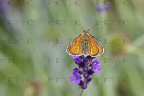 Large skipper (Ochlodes venatus), collecting nectar from a flower of Common lavender (Lavandula
