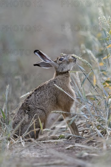 The hare likes it... Brown hare (Lepus europaeus) eats, nibbles from ripe wheat shortly in front of