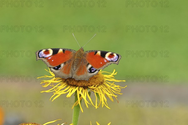 Peacock butterfly (Aglais io), on a yellow flower of a Great Telekie (Telekia speciosa), Wilnsdorf,