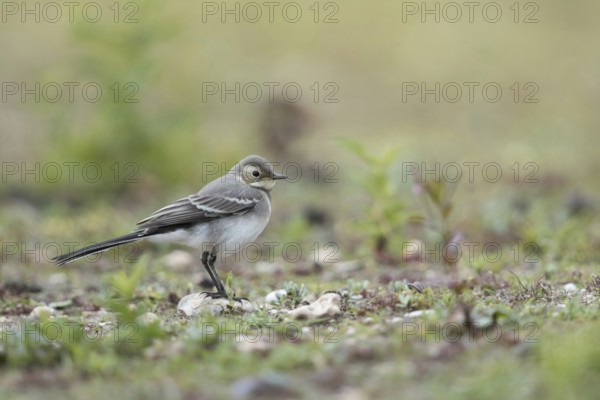 Young bird... White wagtail (Motacilla alba) in typical habitat, on a ruderal area, dry fallow