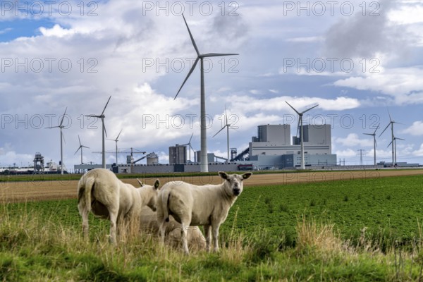 RWE coal-fired power plant Eemshavencentrale, in the seaport of Eemshaven, operator RWE Power, wind