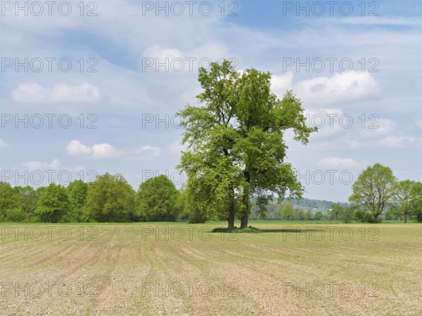 A group of English oaks (Quercus robur), standing in a field during leaf emergence, Siebeneichen