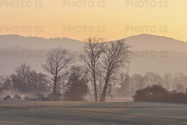 Meadows and trees in the early morning mist in the light of the rising sun, Reusstal, Aristau,