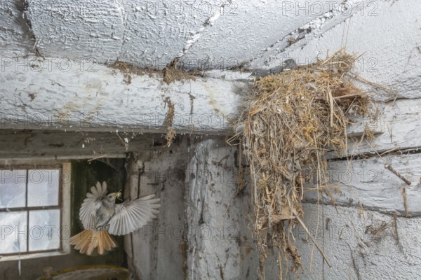 Black redshank (Phoenicurus ochruros) in flight to feed its chicks in the nest in an old barn. Bas