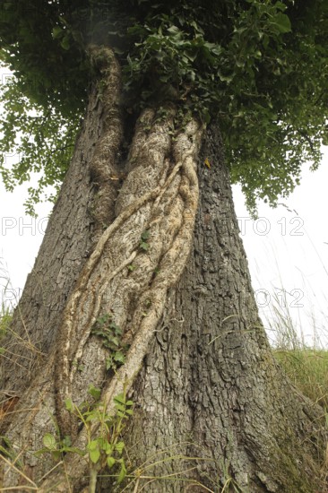 Ivy (Araliaceae) with arm-thick roots climbing up an old pear tree (Pyrus), Mostviertel, Lower