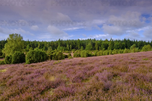 Ellerndorfer Heide, broom heather blossom, Südheide, Lüneburg Heath, near Eimke, Lower Saxony,
