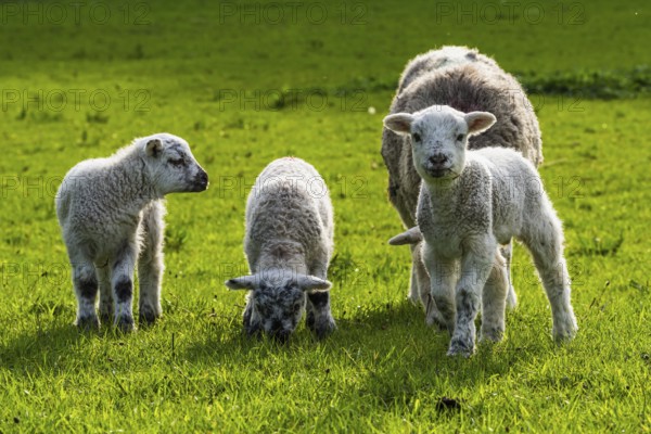Sheep and farm in Lake District National Park, Coniston Water, Cumbria, England, United Kingdom
