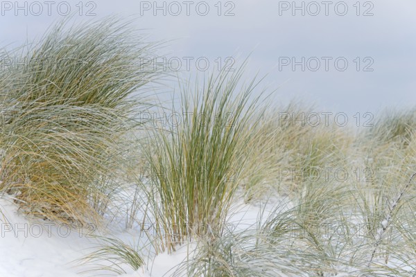 Marram grass (Ammophila arenaria) in the snow-covered dune landscape of Norddeich, North Sea, Lower