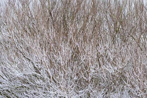 Winter day, onset of winter, snow lies on the bushes in the dune landscape of Norddeich, North Sea,