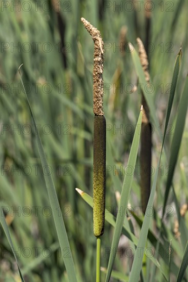 Cattail (Typha) at a pond, aquatic plant and marsh plant, single plant and leaves, North