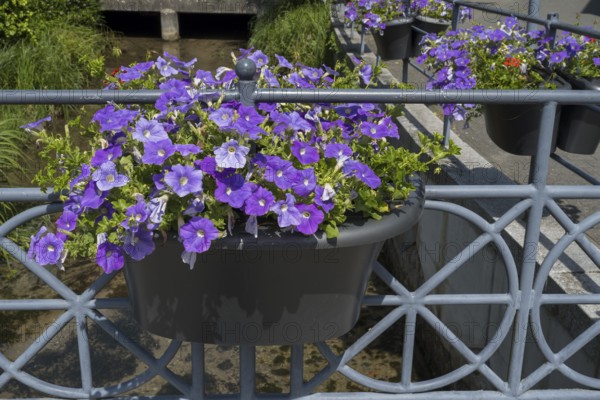Railing with flower boxes by the river Lippe, petunias (Petunia), Bad Lippspringe, climatic health