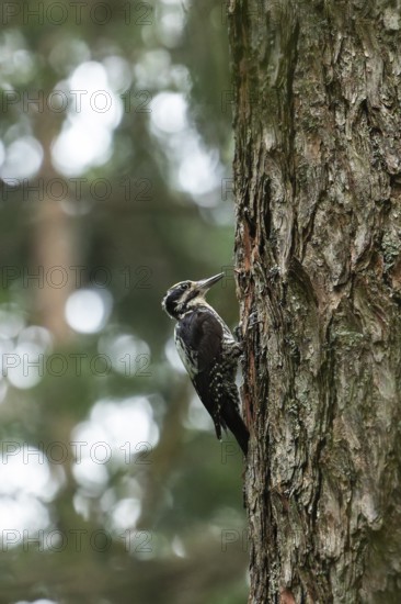 Three-toed woodpecker foraging in the Bavarian Alps