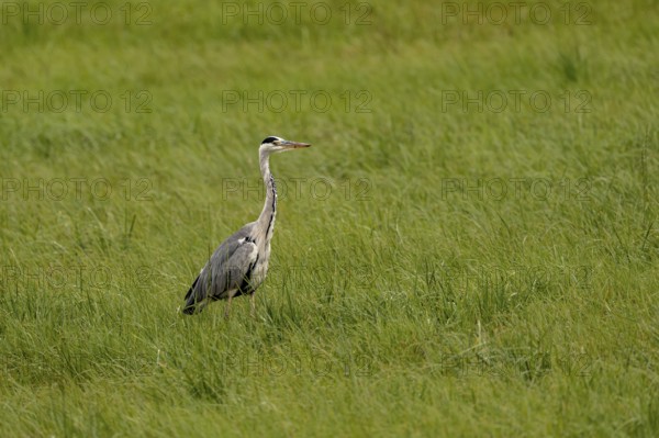 Grey heron (Ardea cinerea), Vulkaneifel, Rhineland-Palatinate, Germany