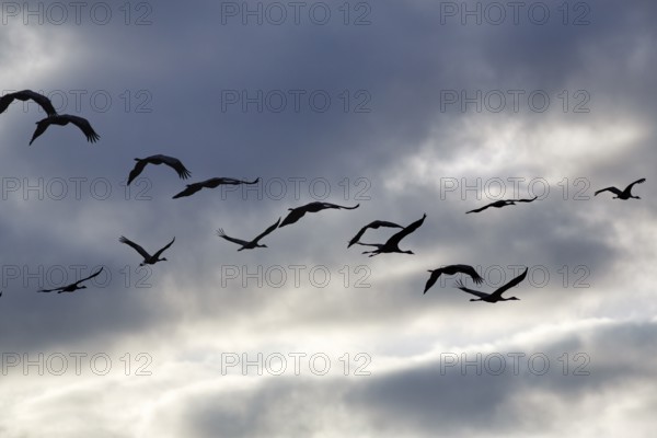 Cranes flying, grey crane (Grus grus), bird migration, silhouettes in the evening sky, Rehdener