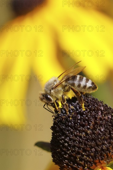 European honey bee (Apis mellifera), collecting nectar from a yellow coneflower (Echinacea
