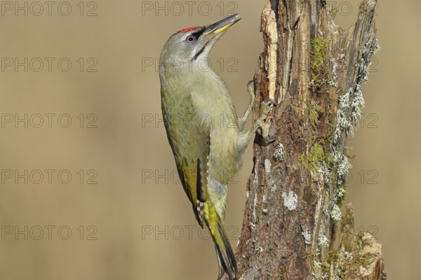 Grey-headed woodpecker (Picus canus), male sitting on a tree stump overgrown with moss and lichen,