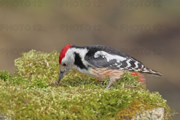 Middle spotted woodpecker (Dendrocopos medius) foraging on mossy ground in the forest, Wilnsdorf,