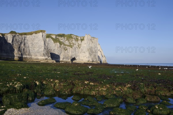 Cliffs with the Falaise d'Aval rock gate, Etretat, Alabaster Coast, Seine-Maritime, Normandy,