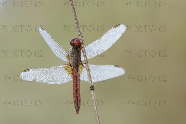 Scarlet Dragonfly (Crocothemis erythraea), male with dewdrops, North Rhine-Westphalia, Germany