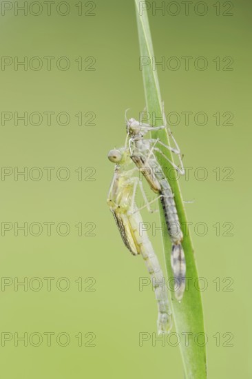 Willow Emerald Damselfly (Chalcolestes viridis) freshly hatched dragonfly hanging from its exuvia,