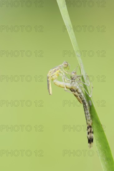 Willow Emerald Damselfly (Chalcolestes viridis) hatching, hatching, larva, dragonfly larva, North