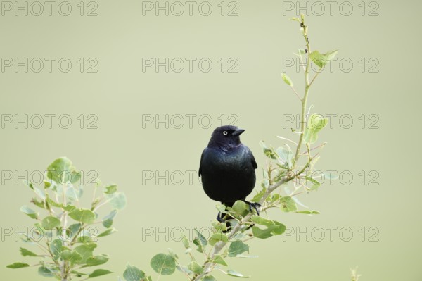 Purple Blackbird (Euphagus cyanocephalus), male, Waterton Lakes National Park, Alberta, Canada