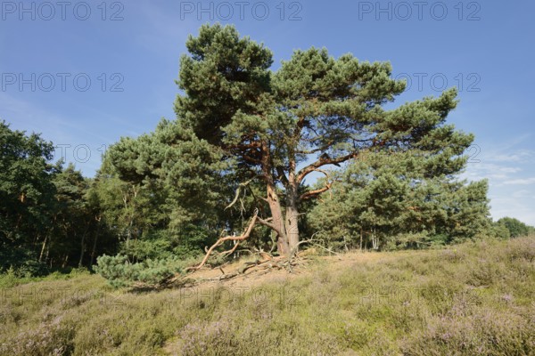 Scots pine or Scots pine (Pinus sylvestris) in heathland, Westruper Heide, North Rhine-Westphalia,