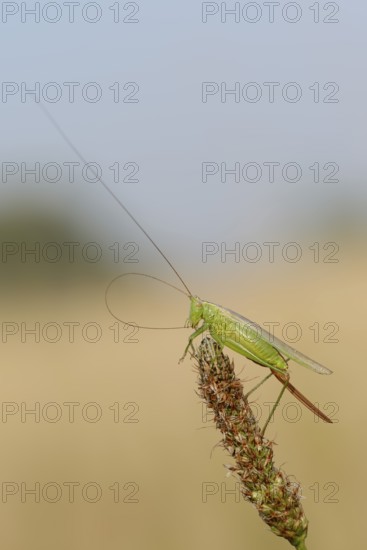 Long-winged conehead (Conocephalus fuscus), female, North Rhine-Westphalia, Germany