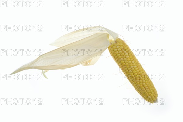 Corn (Zea mays), corn cobs against a white background