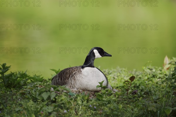 Canada goose (Branta canadensis) sitting brooding on the nest, North Rhine-Westphalia, Germany