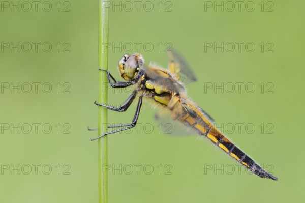 Four-spotted dragonfly (Libellula quadrimaculata), female, North Rhine-Westphalia, Germany