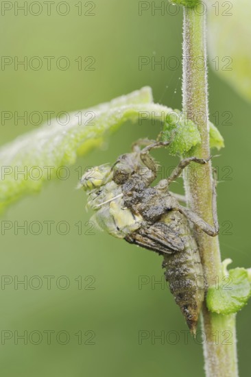 Black-tailed Skimmer (Orthetrum cancellatum), hatch, larva, dragonfly larva, North