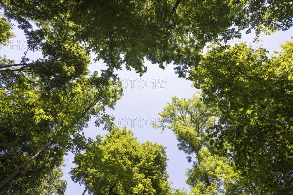 Deciduous forest, deciduous trees, frog perspective, summer, place of pilgrimage, Altötting, Upper