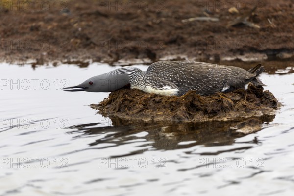 Red-throated diver (Gavia stellata) breeding on the nest, Aventdalen, Longyearbyen, Spitsbergen,