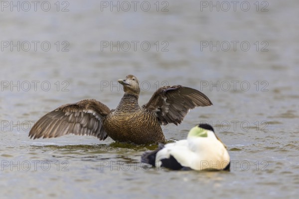 Eider duck (Somateria mollissima), hen grooming her feathers, duck birds (Anatidae), Aventdalen,