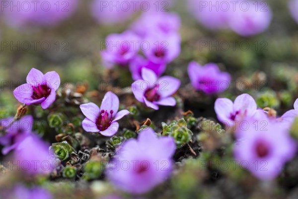 Red saxifrage (Saxifraga oppositifolia), saxifrage family (Saxifragaceae), Jotunkjeldene,