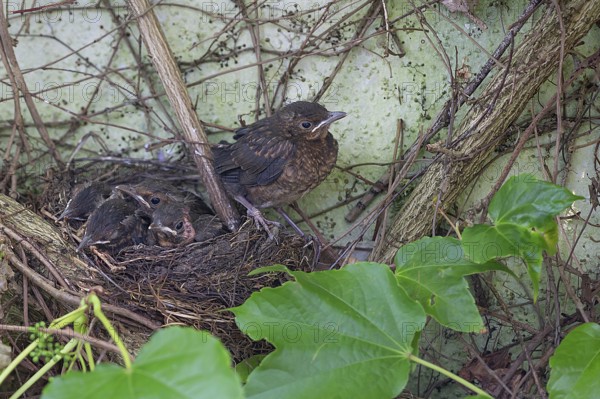 Five young, fledged blackbirds (Turdus merula) still in the nest, in the clutch, twelve days old,