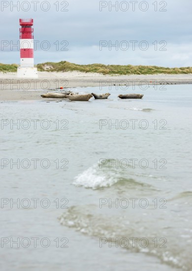 Several harbour seals (Phoca vitulina), seals, resting at low tide at the edge of the water, shore,