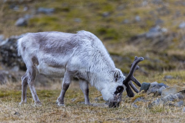 Svalbard skink (Rangifer tarandus platyrhynchus), Mammals (Mammalia), Longyearbyen, Spitsbergen,