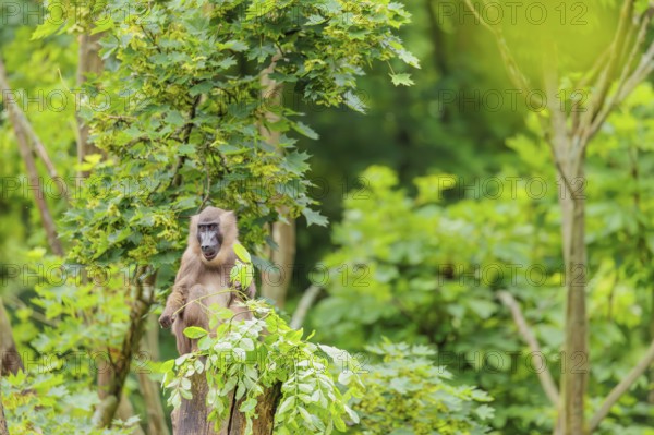 A female Drill (Mandrillus leucophaeus) sits high up in a tree, eating leaves. A green forest can