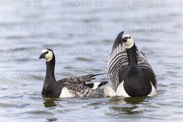 White-fronted Goose (Branta leucopsis), Geese (Anseriformes), Mating in the water, Aventdalen,