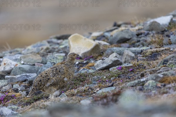 Ptarmigan (Lagopus), hen, hen birds (Galliformes), Longyearbyen, Svalbard, Spitsbergen