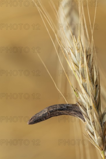 Ergot mushroom Claviceps purpurea on a ripe ear of grain