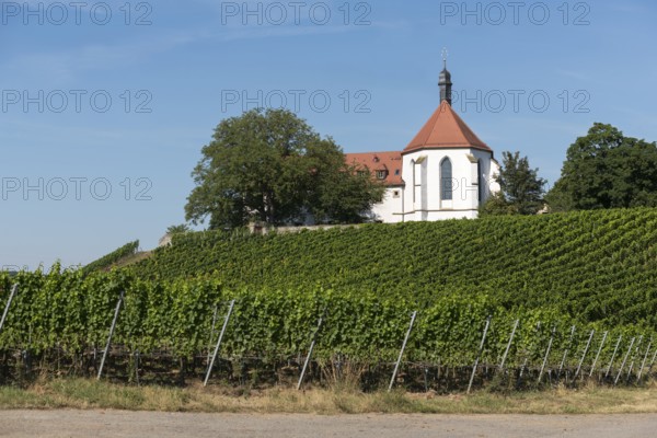 Monastery church Mariä Schutz an der Vogelsburg, vineyards, near Volkach, Mainfranken,