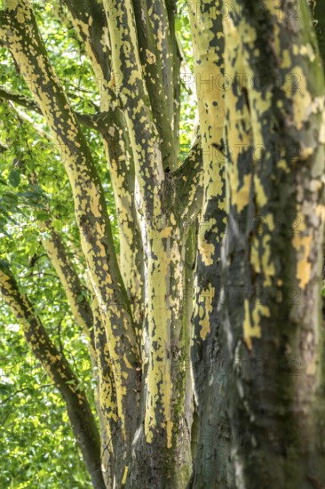 Plane trees, Platanus × acerifolia, often shed their bark in summer, the bark cannot grow with the