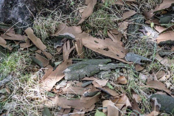 Plane trees, Platanus × acerifolia, often shed their bark in summer, the bark cannot grow with the