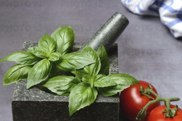 Basil in mortar and tomato, Ocimum basilicum, Solanum lycopersicum